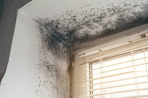Affordable Mold Cleanup solutions in Bellefonte, PA